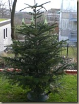 Ausgedienter Weihnachtsbaum